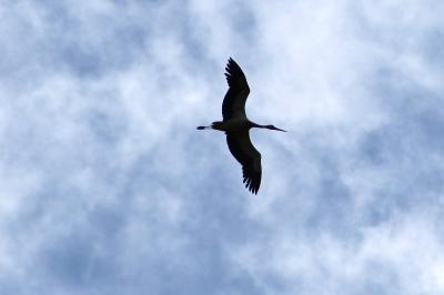 Cigogne blanche
