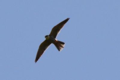 Falco subbuteo