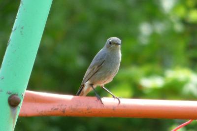 Phoenicurus ochruros
