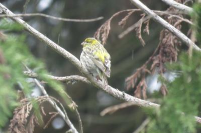 Serin cini