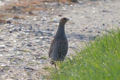 Perdix perdix