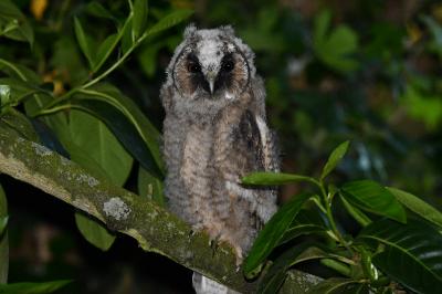 Asio otus