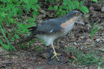 Accipiter nisus