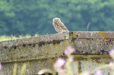 Athene noctua