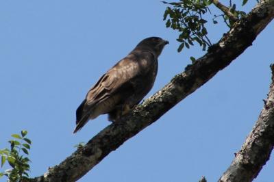 Buteo buteo