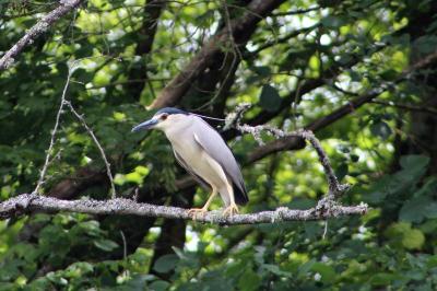 Nycticorax nycticorax