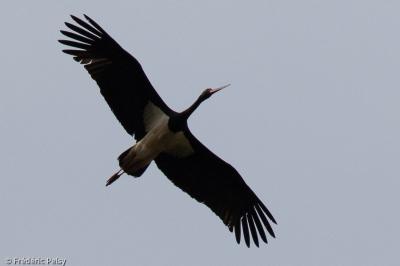 Ciconia nigra