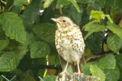 Turdus philomelos