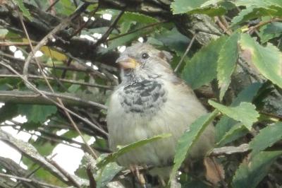 Passer domesticus