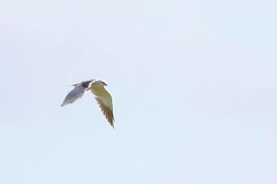 Elanus caeruleus