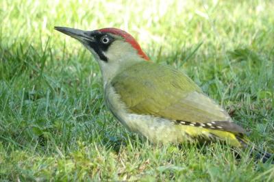 Picus viridis