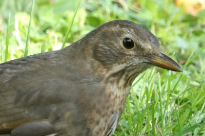 Turdus merula