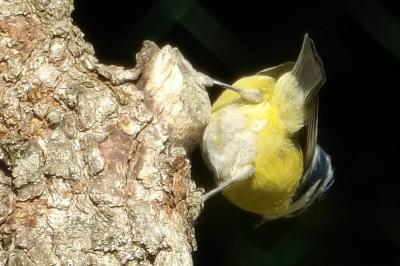 Cyanistes caeruleus