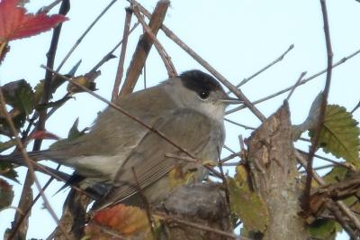 Sylvia atricapilla