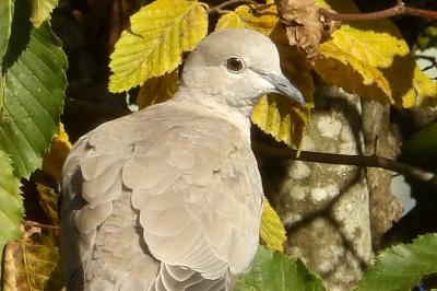 Streptopelia decaocto