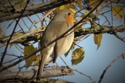 Erithacus rubecula