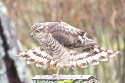 Accipiter nisus