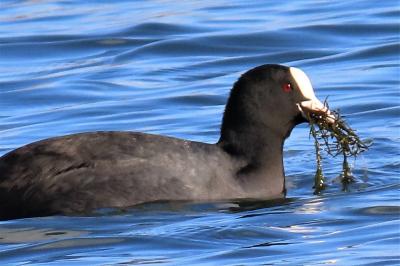 Fulica atra