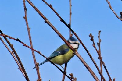 Cyanistes caeruleus