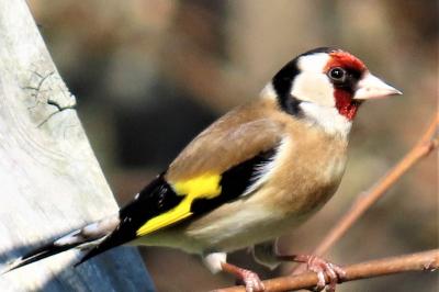 Carduelis carduelis