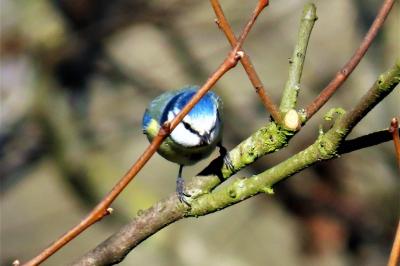 Cyanistes caeruleus