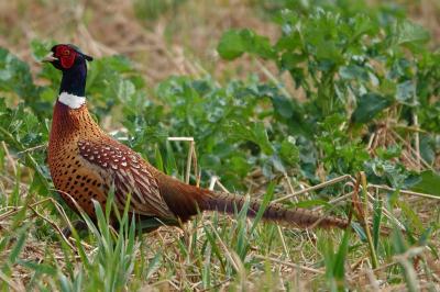 Phasianus colchicus