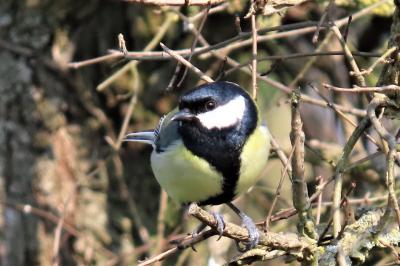 Parus major