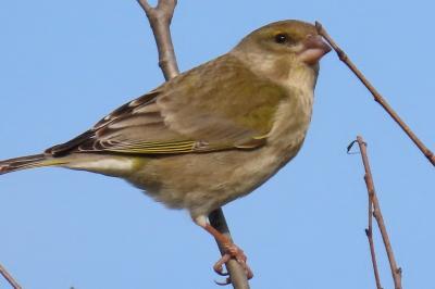 Chloris chloris