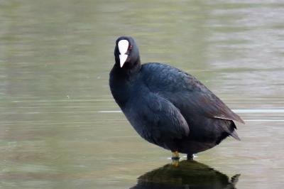 Fulica atra