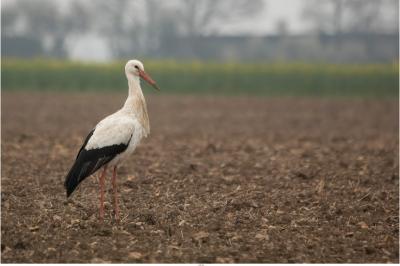 Ciconia ciconia