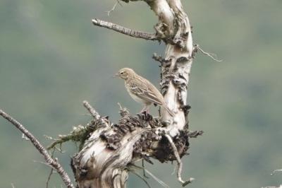 Anthus trivialis