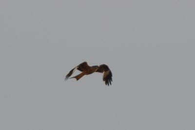 Milvus milvus