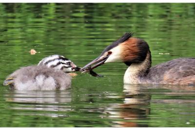 Podiceps cristatus