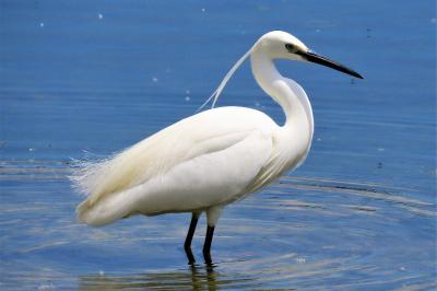 Egretta garzetta