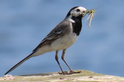 Motacilla alba