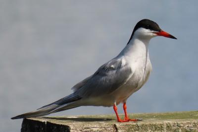 Sterna hirundo