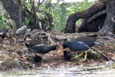 Gallinula chloropus