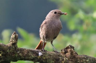 Phoenicurus ochruros