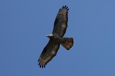 Pernis apivorus