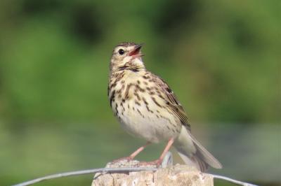 Anthus trivialis