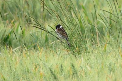 Emberiza schoeniclus