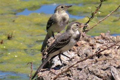 Motacilla alba
