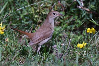 Luscinia megarhynchos