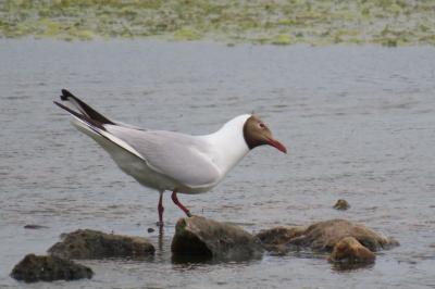 Chroicocephalus ridibundus