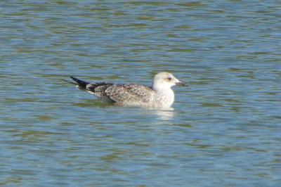 Larus michahellis