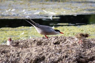 Sterna hirundo