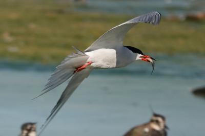 Sterna hirundo