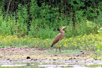 Ardea purpurea