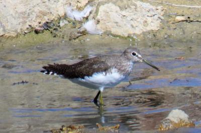 Tringa ochropus
