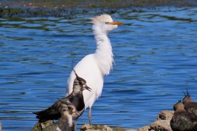 Bubulcus ibis